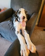 great dane puppies for adoption