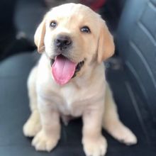 Labrador male and female puppies for adoption EMAIL: ricecarrut@gmail.com