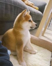 Shiba inu puppies available in good health condition for new homes