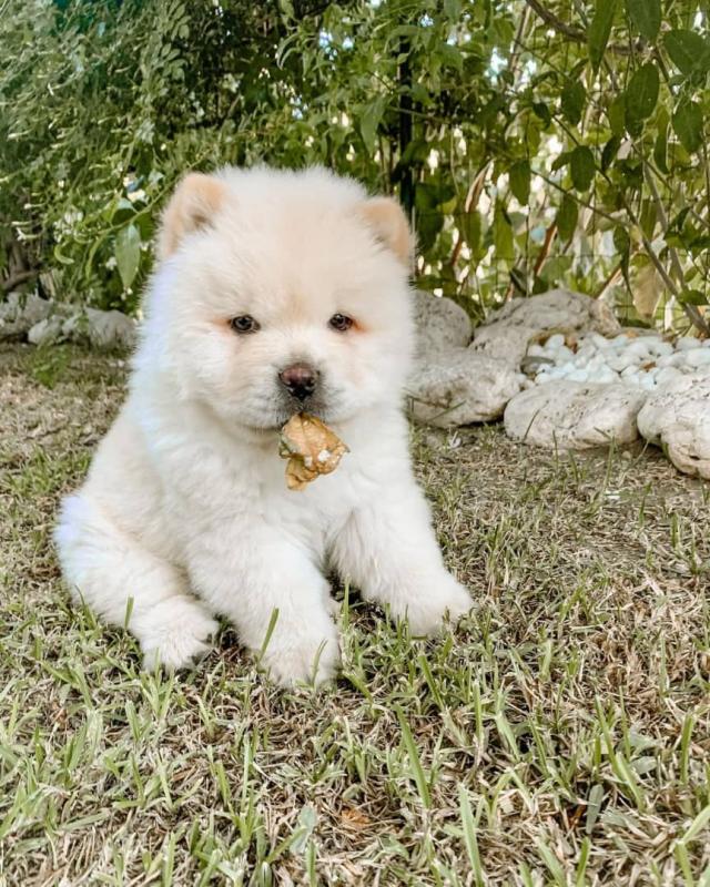 Chow Chow puppiesThey are very healthy, very playful. EMAIL: fordellis2@gmail.com Image eClassifieds4u