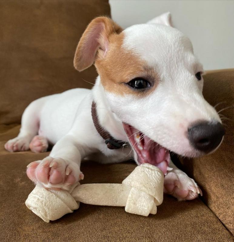 Jack Russell puppies available in good health condition for new homes EMAIL: ricecarrut@gmail.com Image eClassifieds4u