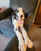 great dane puppies for adoption EMAIL: fordellis2@gmail.com Image eClassifieds4u 2