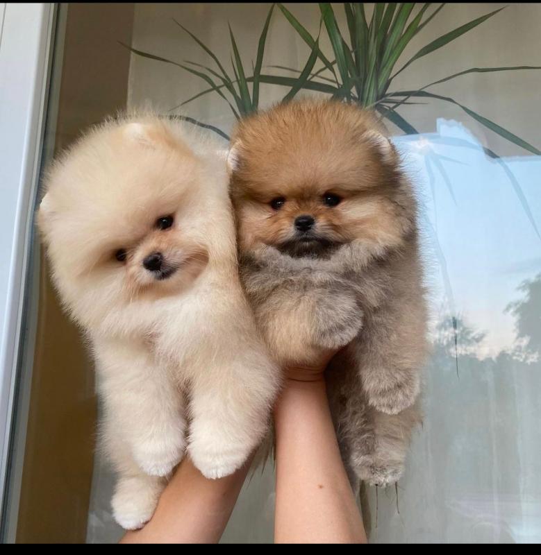 Pomeranian puppies available in good health condition for new homes Image eClassifieds4u