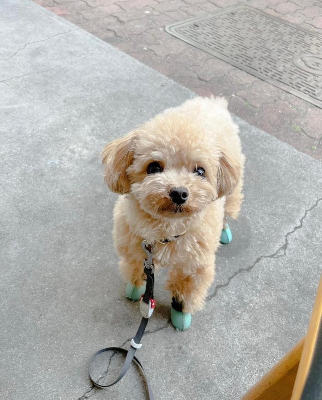 Toy poodle puppies available in good health condition EMAIL: fordellis2@gmail.com Image eClassifieds4u