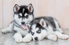 Blue Eyed Siberian Husky Puppies 💕Delivery Available🌎 Image eClassifieds4U