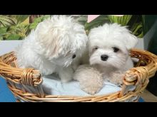 Excellent male and female MALTESE Puppies 💕Delivery Available🌎 Image eClassifieds4u 1