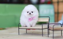 Priceless Teacup Pomeranian puppies ready 💕Delivery Available🌎 Image eClassifieds4u 3
