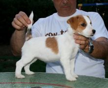 Registered Jack Russell Puppies 💕Delivery Available🌎 Image eClassifieds4u 2
