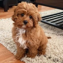 Cavapoo puppies available for adoption