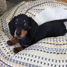 Dachshund puppies available EMAIL: fordellis2@gmail.com