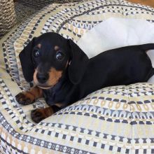 Dachshund puppies available in good health condition for new homes