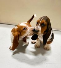Affectionate Basset Hound Puppies 💕Delivery Available🌎