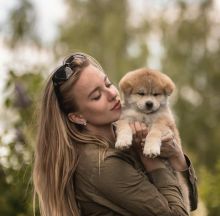 akita inu puppies for free adoption