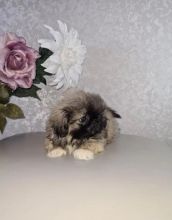 Best of Pekingese Puppies for great homes