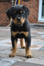 Male and Female Rottweiler Puppies 💕Delivery Available🌎