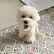 Maltese puppies available in good health condition for new homes EMAIL: fordellis2@gmail.com
