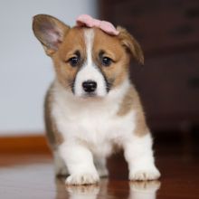 Pembroke Welsh Corgi puppies for Rehoming 💕Delivery Available🌎