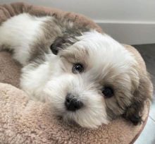 Two Havanese Puppies for Rehoming 💕Delivery Available🌎