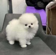 White Tcup Pomeranian Puppies for great homes