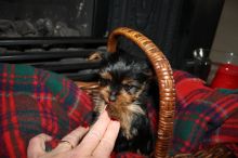 Yorkie puppies for Yorkshire Terrier lovers