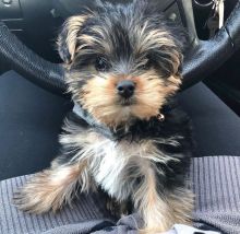 Yorkshire Terrier Puppies for Adoption 💕Delivery Available🌎