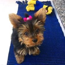 Yorky puppies for free adoption at (simard19853@gmail.com)