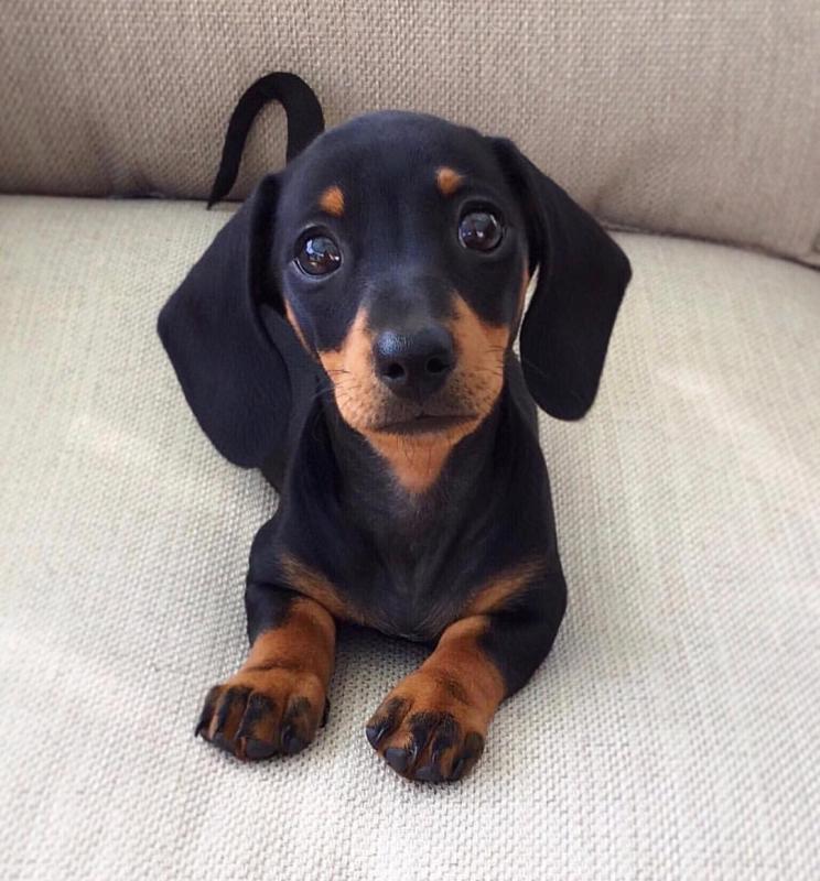 Dachshund puppies available in good health condition for new homes (fordellis2@gmail.com) Image eClassifieds4u