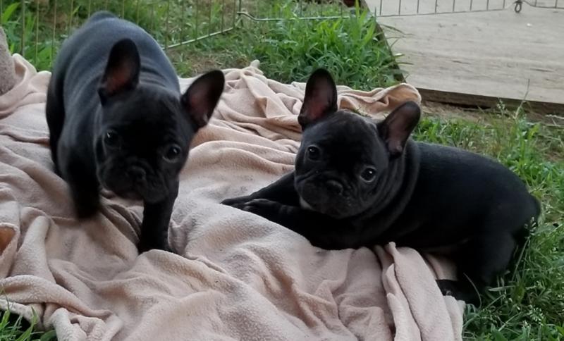 French Bulldog puppies for adoption Image eClassifieds4u