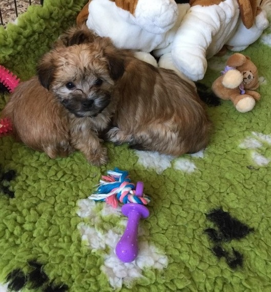 French Bulldog puppies for great homes Image eClassifieds4u