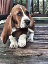 Affectionate Basset Hound Puppies 💕Delivery Available🌎 Image eClassifieds4U
