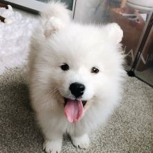 Samoyed puppies, male and female for adoption Image eClassifieds4U