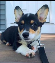 Corgi puppies available in good health condition for new homes