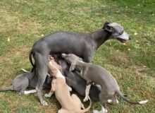 Italian Greyhound Puppies available to go now