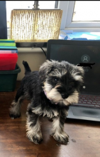 Miniature Schnauzer Puppies looking for great homes 🐕🐕
