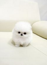 Pomeranian Puppies for great pet lovers