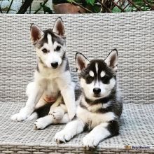 Siberian Husky Puppies