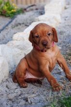 Vizsla Puppies for Vizsla Lovers