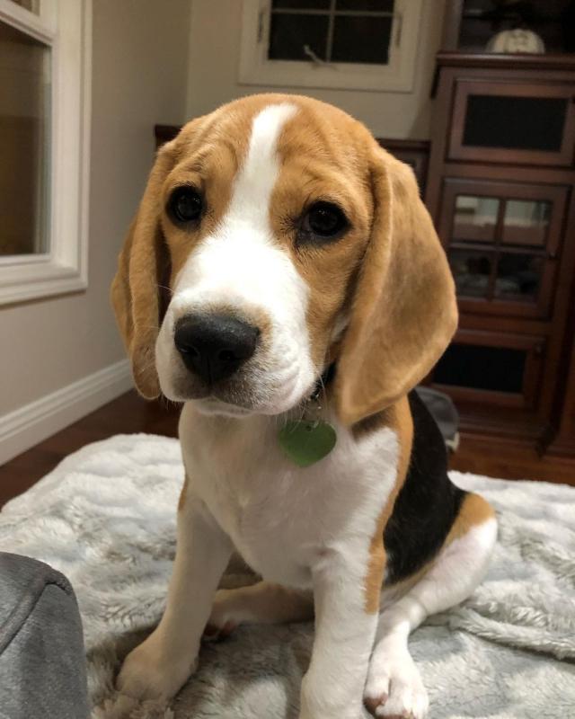 Beagle puppies ready for their new homes EMAIL: fordellis2@gmail.com Image eClassifieds4u