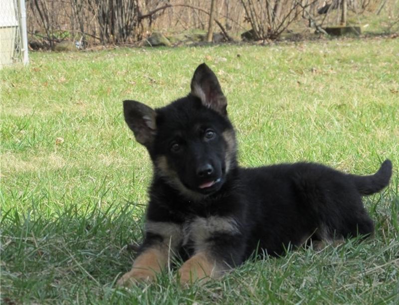 German Shepherd Puppies 💓💓 Image eClassifieds4u