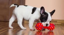 Adorable French Bulldog Puppies 💕Delivery Available🌎 Image eClassifieds4U