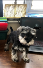 Miniature Schnauzer Puppies looking for great homes 🐕🐕 Image eClassifieds4U