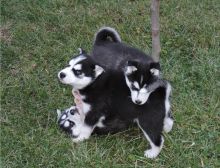 Siberian Husky Puppies for adoption Image eClassifieds4U