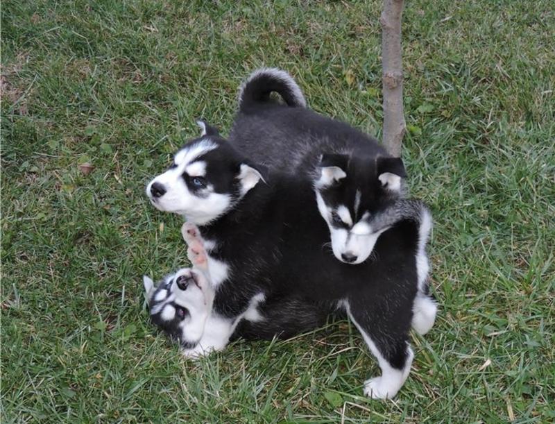 Siberian Husky Puppies for adoption Image eClassifieds4u