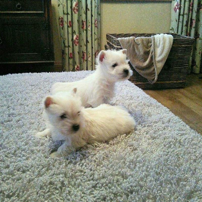 West Highland Terrier Puppies for adoption Image eClassifieds4u
