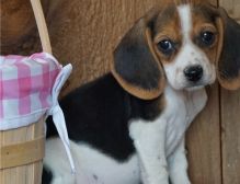 Beagle Puppies for great homes * Tri-colour *