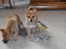 Pomsky Puppies available low re homing fee