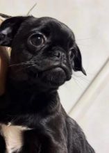 PUREBRED *BLACK* and *FAWN* Pug puppies
