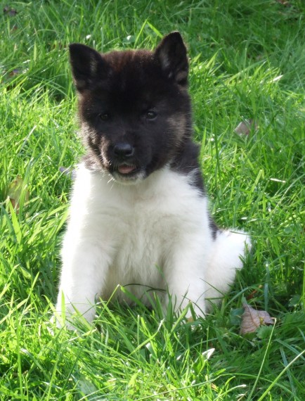 Akita Inu Puppies for re homing Image eClassifieds4u