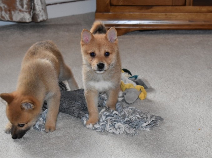 Pomsky Puppies available low re homing fee Image eClassifieds4u