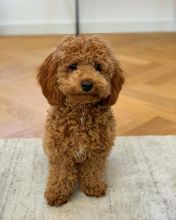 Cavapoo puppies for free adoption